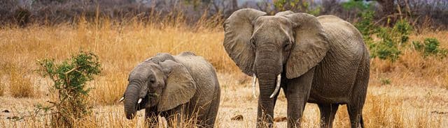 South Africa, Botswana and Victoria Falls (Group 2)