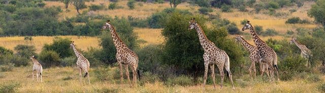 South Africa, Botswana and Victoria Falls (Group 1)