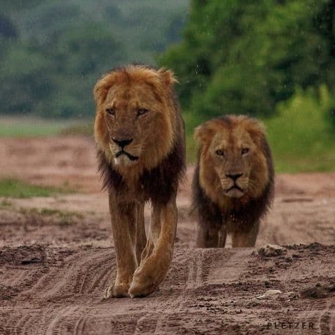 South Africa, Botswana and Victoria Falls (Group 1)